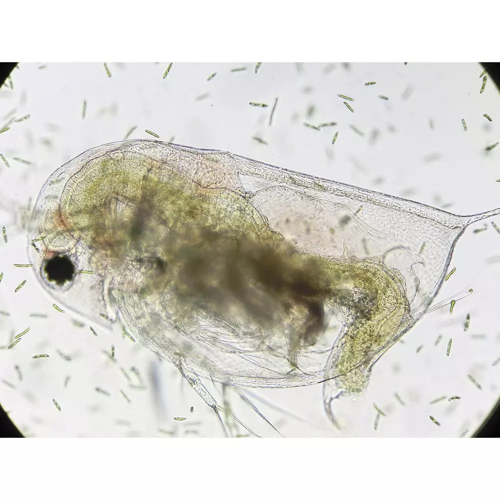 narika-biological-microscope-85456763