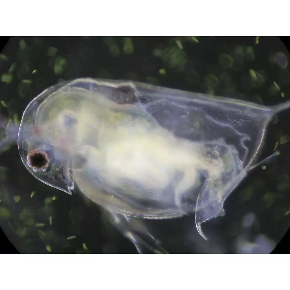 narika-biological-microscope-85456797